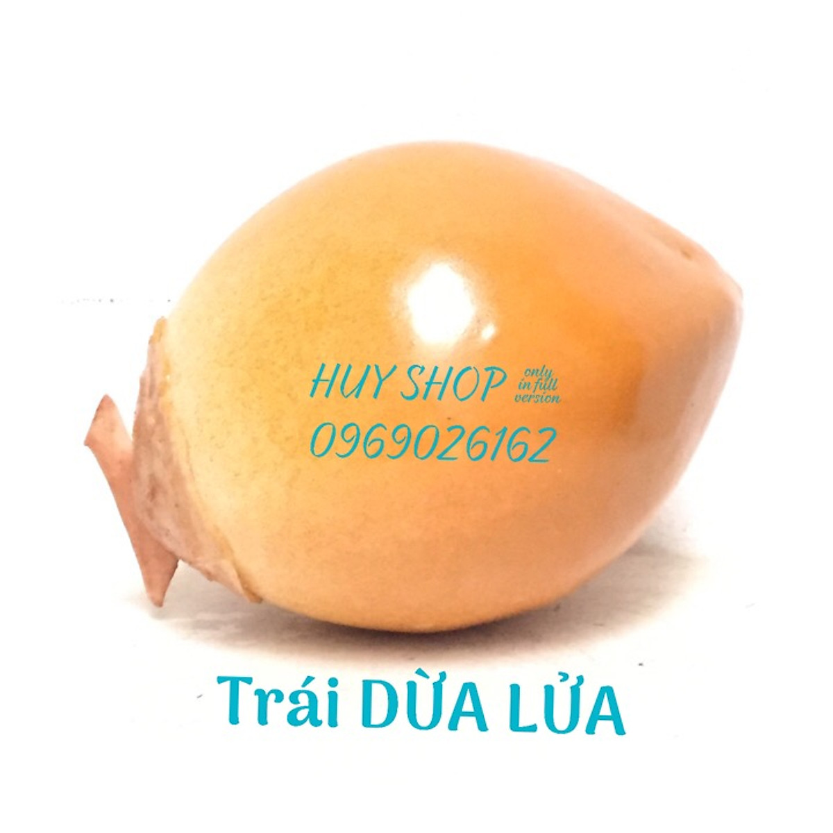 1 Trái DỪA nhân tạo trang trí - Trái Cây giả - Hoa trang trí