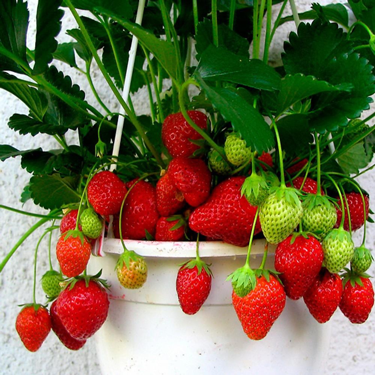 999+ Stunning 4K Strawberry Plant Images – Ultimate Collection of Strawberry Plant Pictures
