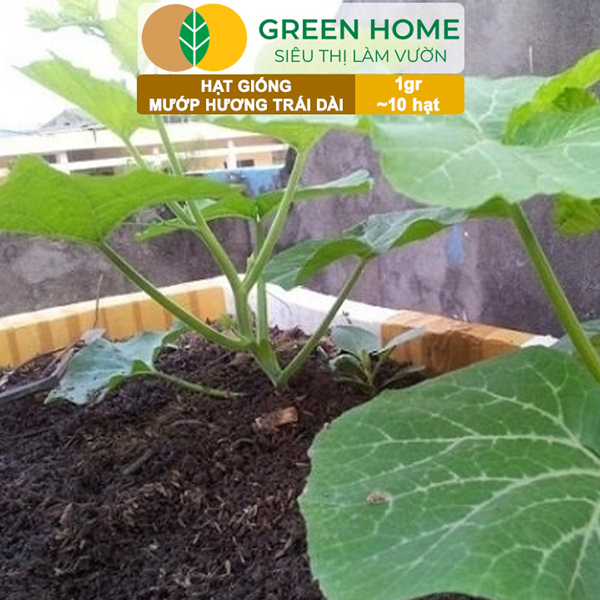 Hạt Giống Mướp Hương Greenhome, Gói 1gr~10 Hạt, Dễ Trồng Quanh Năm, Nảy Mầm Cao, Thu Hoạch Nhanh, Năng Suất Cao T16