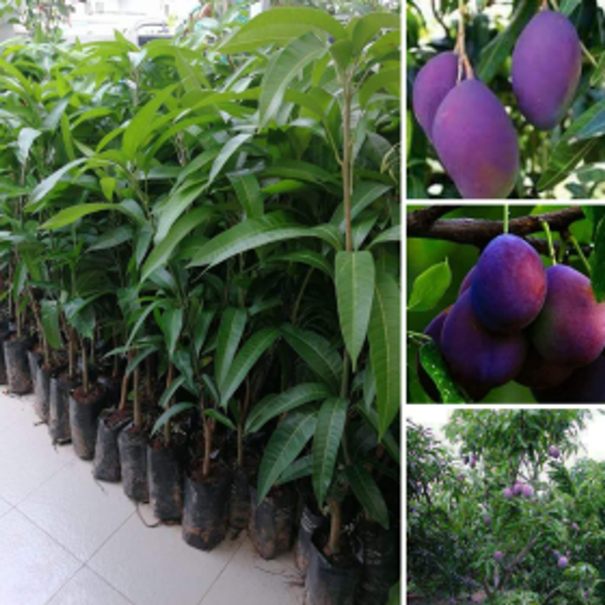 Cây XOÀI TÍM MIỀN NAM ghép, cây giống to khỏe - Cây cảnh
