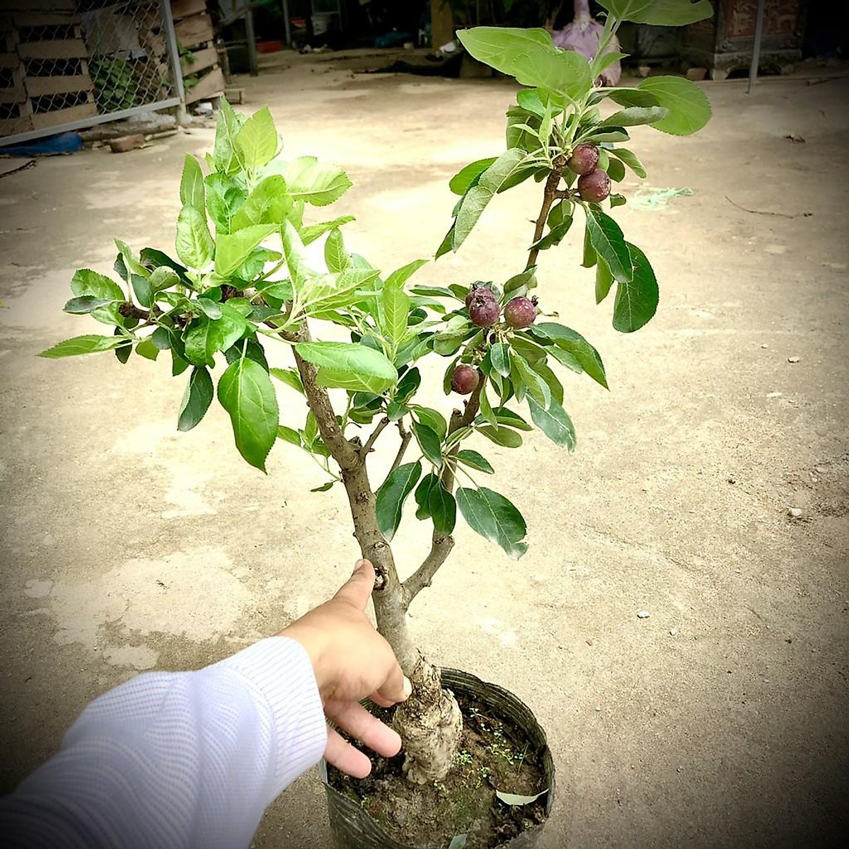 Cây táo đỏ cherry đang quả (ảnh thật) cao 70cm - Cây cảnh