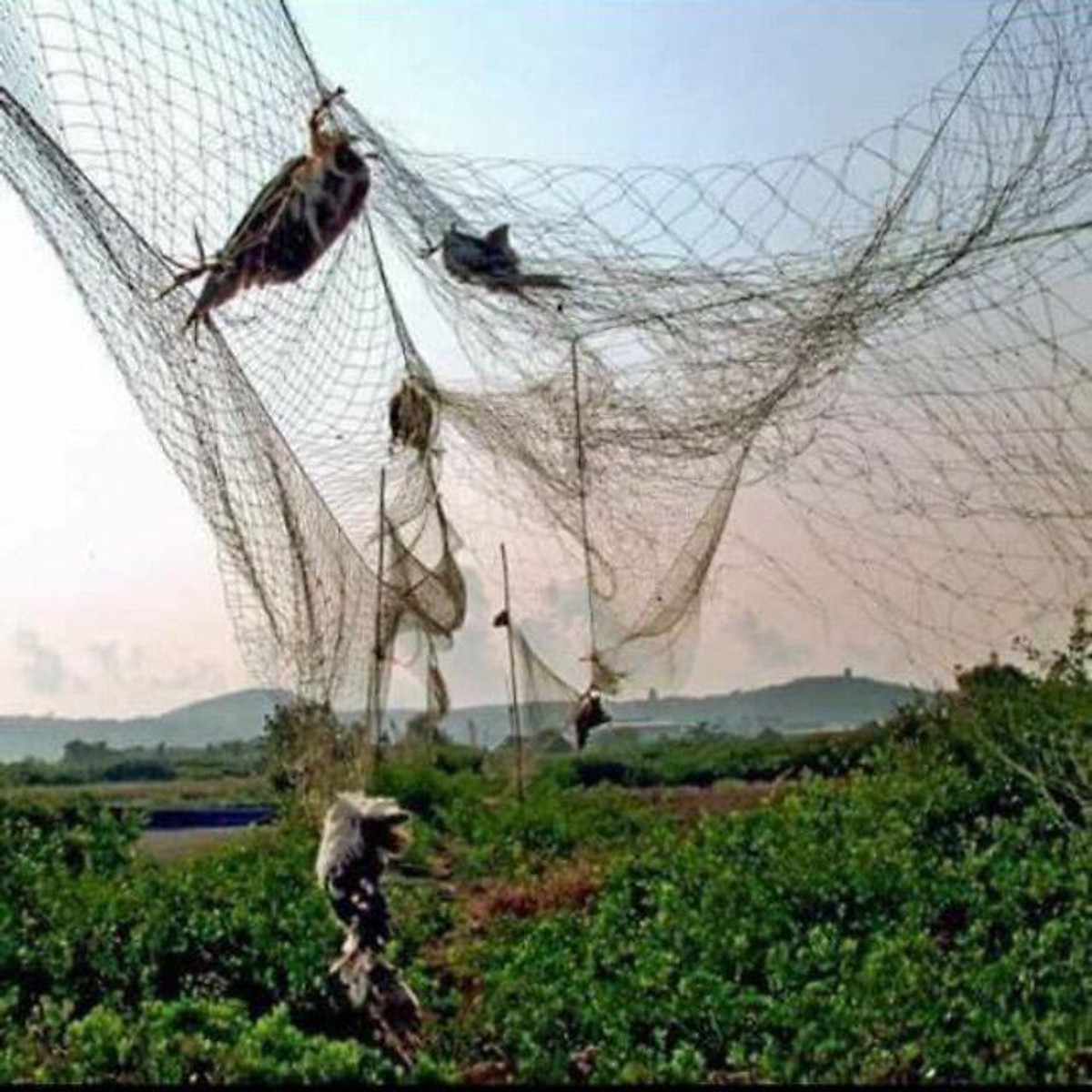 lưới bẫy dài 30 m cao 7 m chim chào mào sẻ và các loại chim