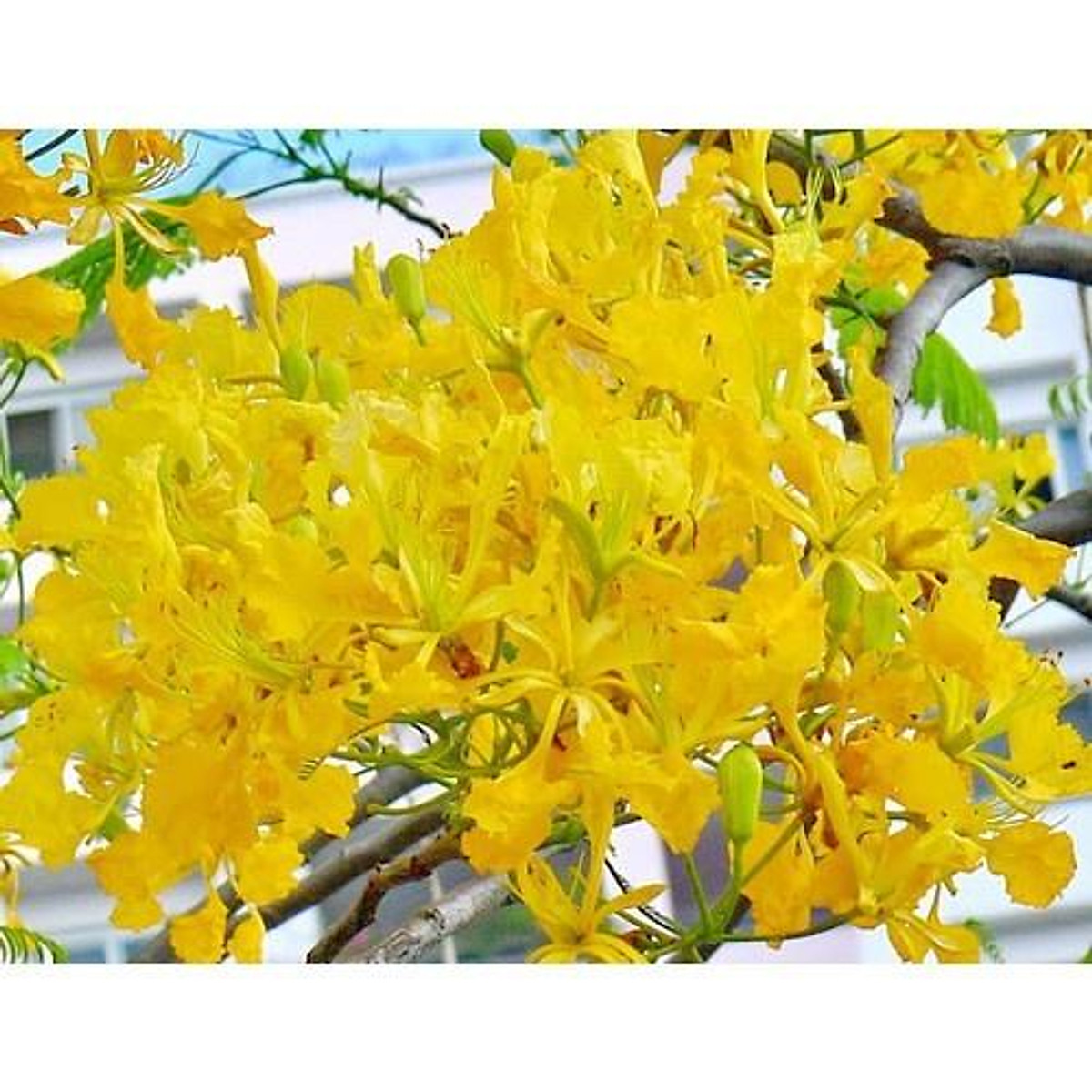 Đặc điểm ý nghĩa cách trồng và chăm sóc cây phượng vĩ