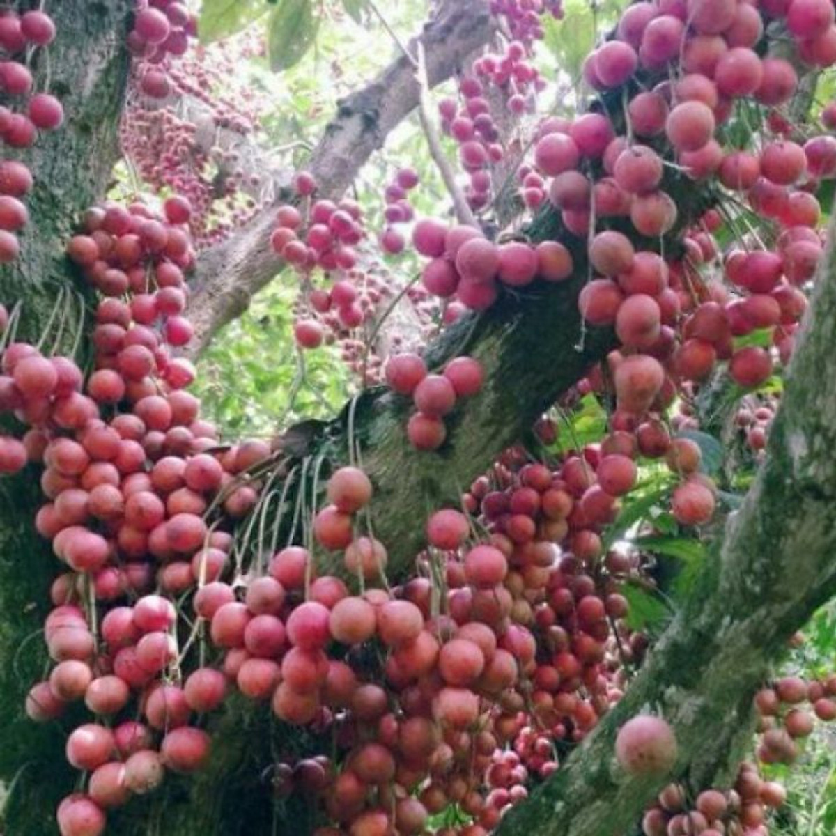 Cay Giống Bon Bon Dau Da đất Lạ Mắt Co Gia Trị Dinh Dưỡng Tiki