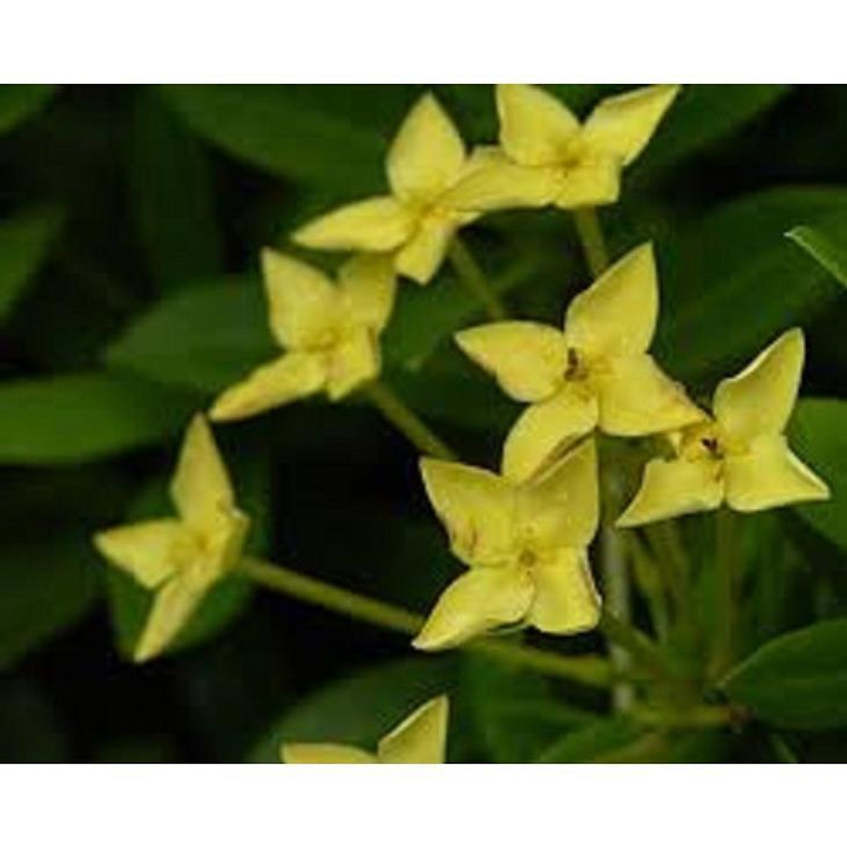 hoa mẫu đơn màu vàng, bầu cây lớn, gửi đi nguyên bầu - Cây cảnh