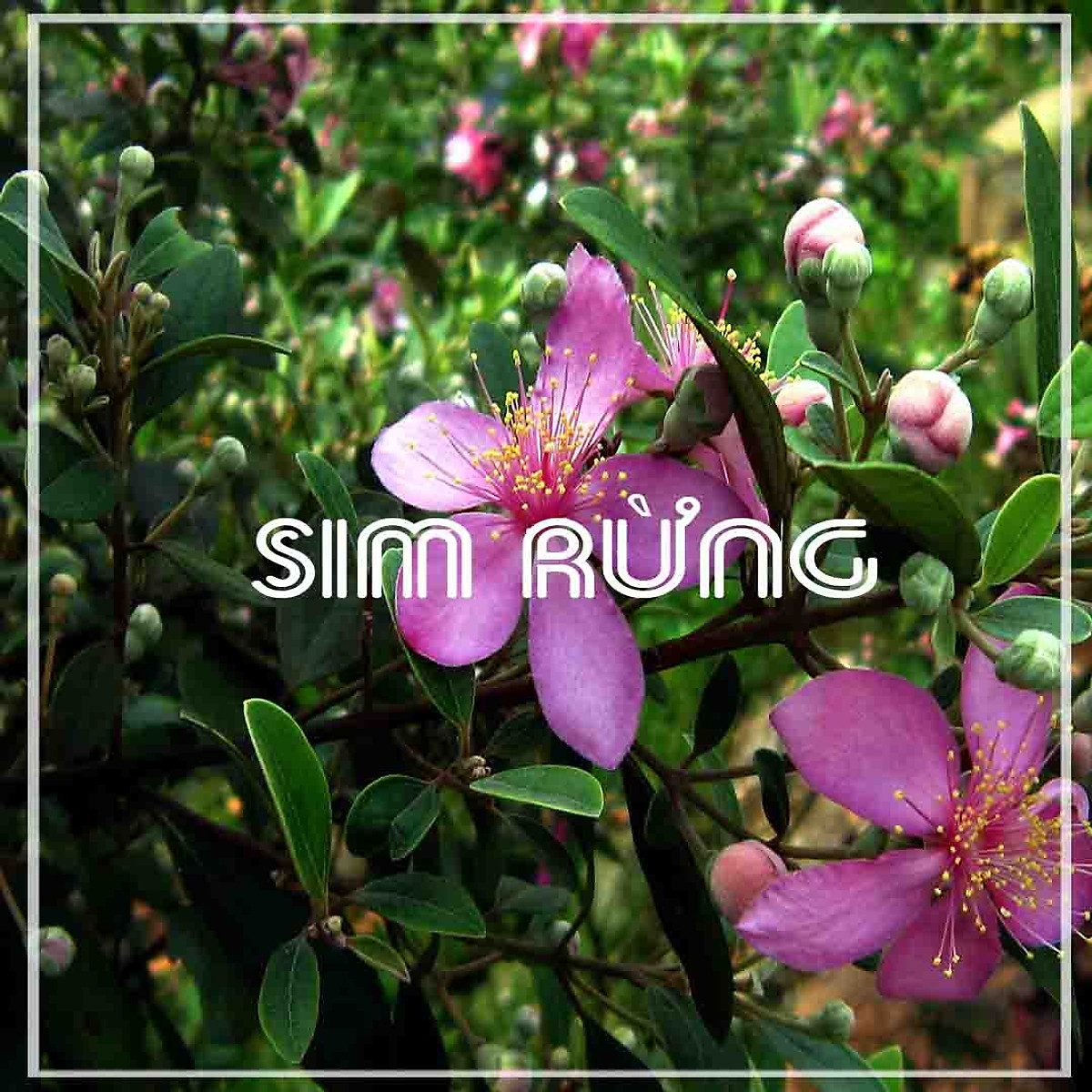 Quả Sim Rừng khô 1kg - Trà