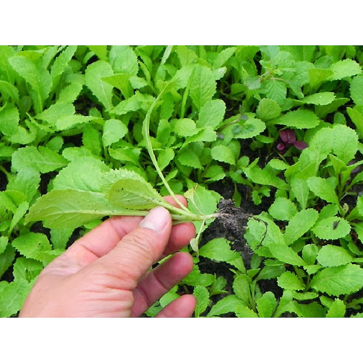 Mua Hạt giống cải xanh ăn non Rado 638 | Tiki