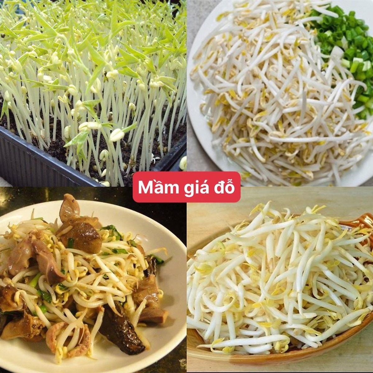 Hạt giống mầm giá đậu xanh ( giá đỗ ) gói 300 hạt siêu dễ trồng ...