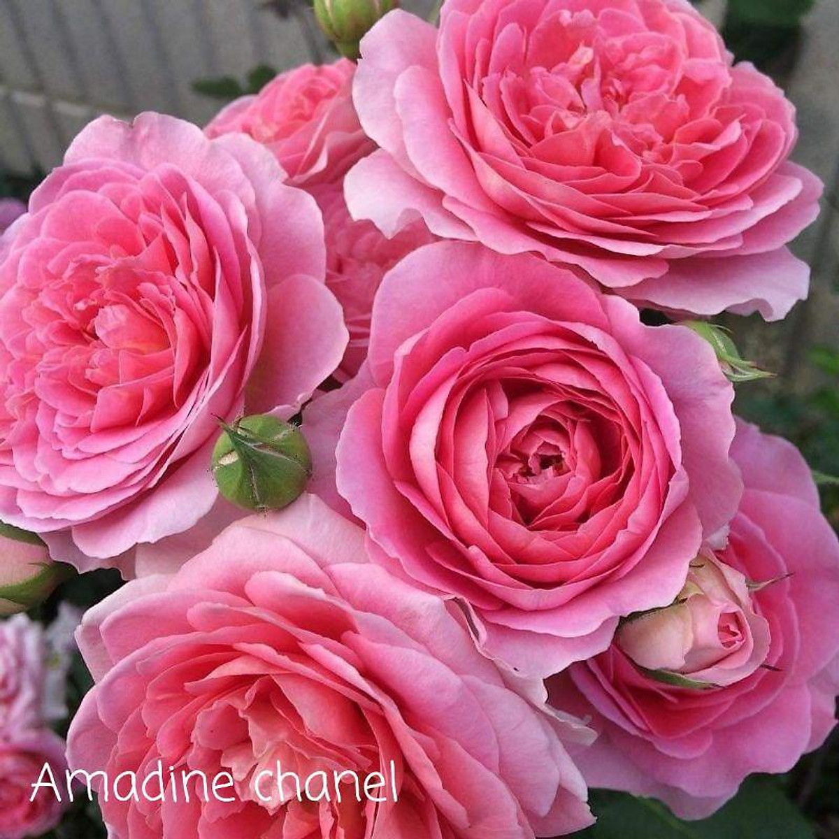 Top với hơn 70 về hoa hồng leo amandine chanel hay nhất