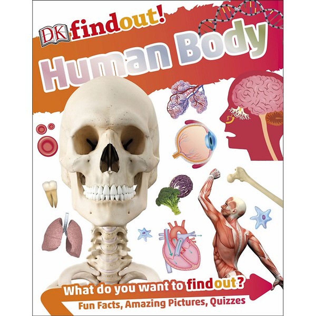 DKfindout! Human Body