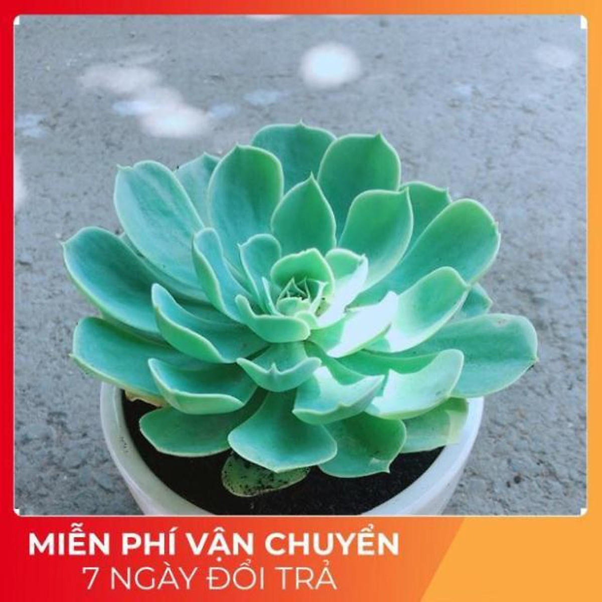 Chậu Sen Đá Xanh Đất Size Đại - Cây cảnh