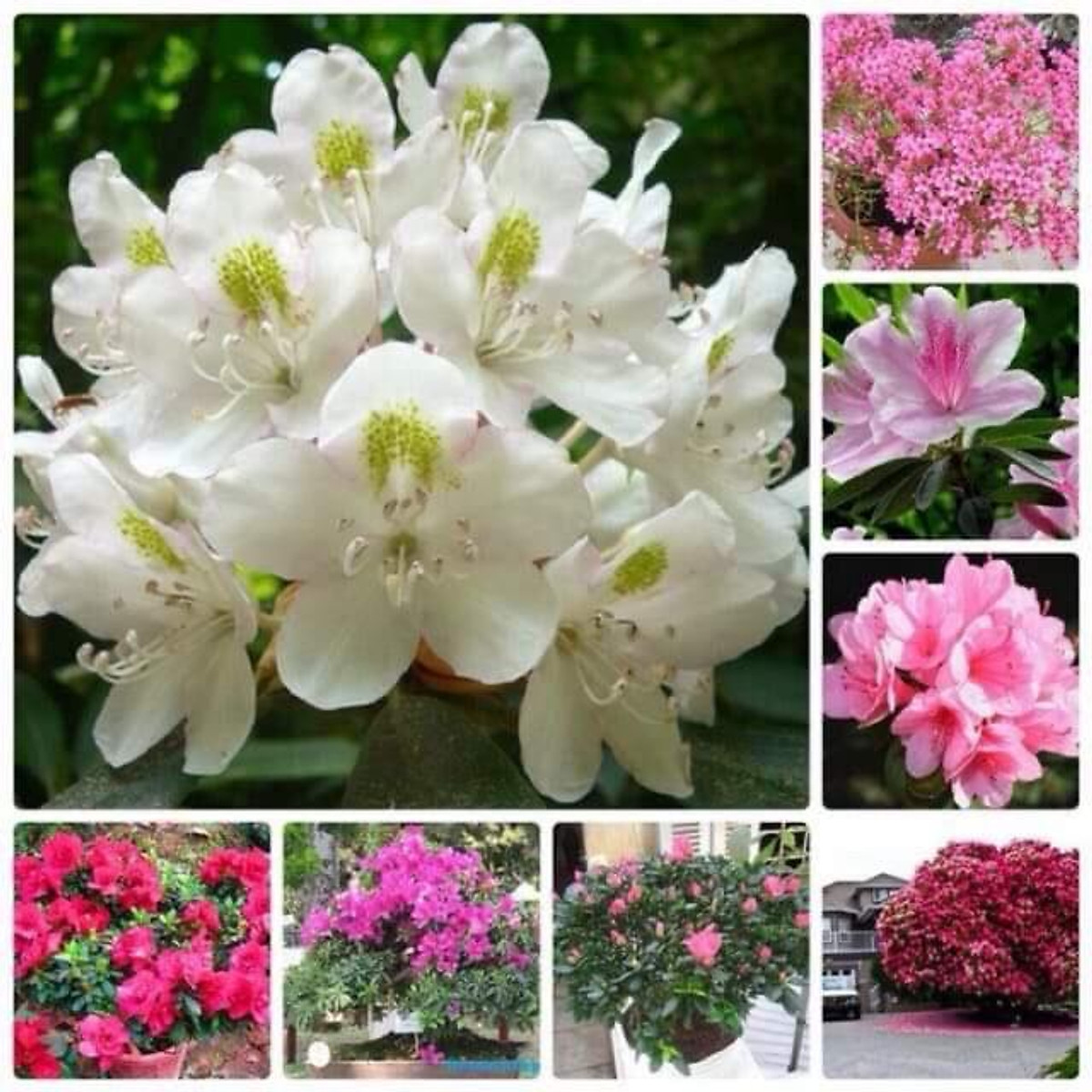 Ngỡ ngàng vẻ đẹp lễ hội hoa đỗ quyên Sa Pa Đà Lạt