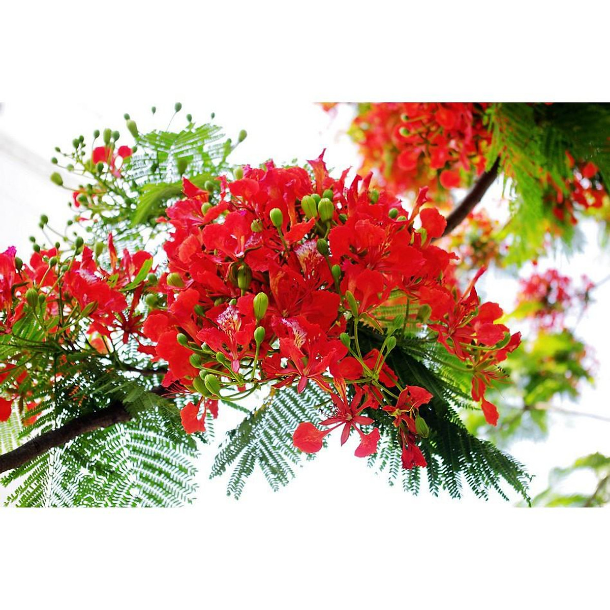 Cây hoa phượng đỏ: Cây hoa phượng đỏ mang lại một vẻ đẹp nổi bật và quý phái để làm cảnh trong sân vườn của bạn. Những cánh hoa đỏ tươi nổi bật trên nền lá màu xanh tràn đầy sức sống, khiến ai nhìn vào cũng cảm thấy yêu thích và trong trạng thái thư giãn.