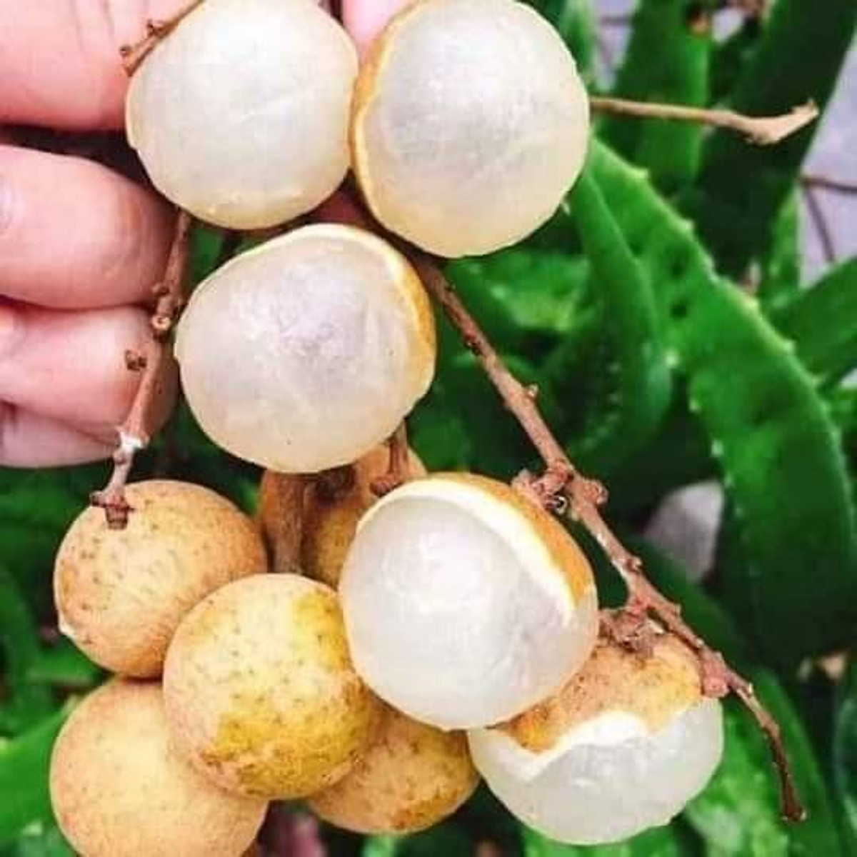 Kỹ thuật trồng nhãn Ido  Tanixa