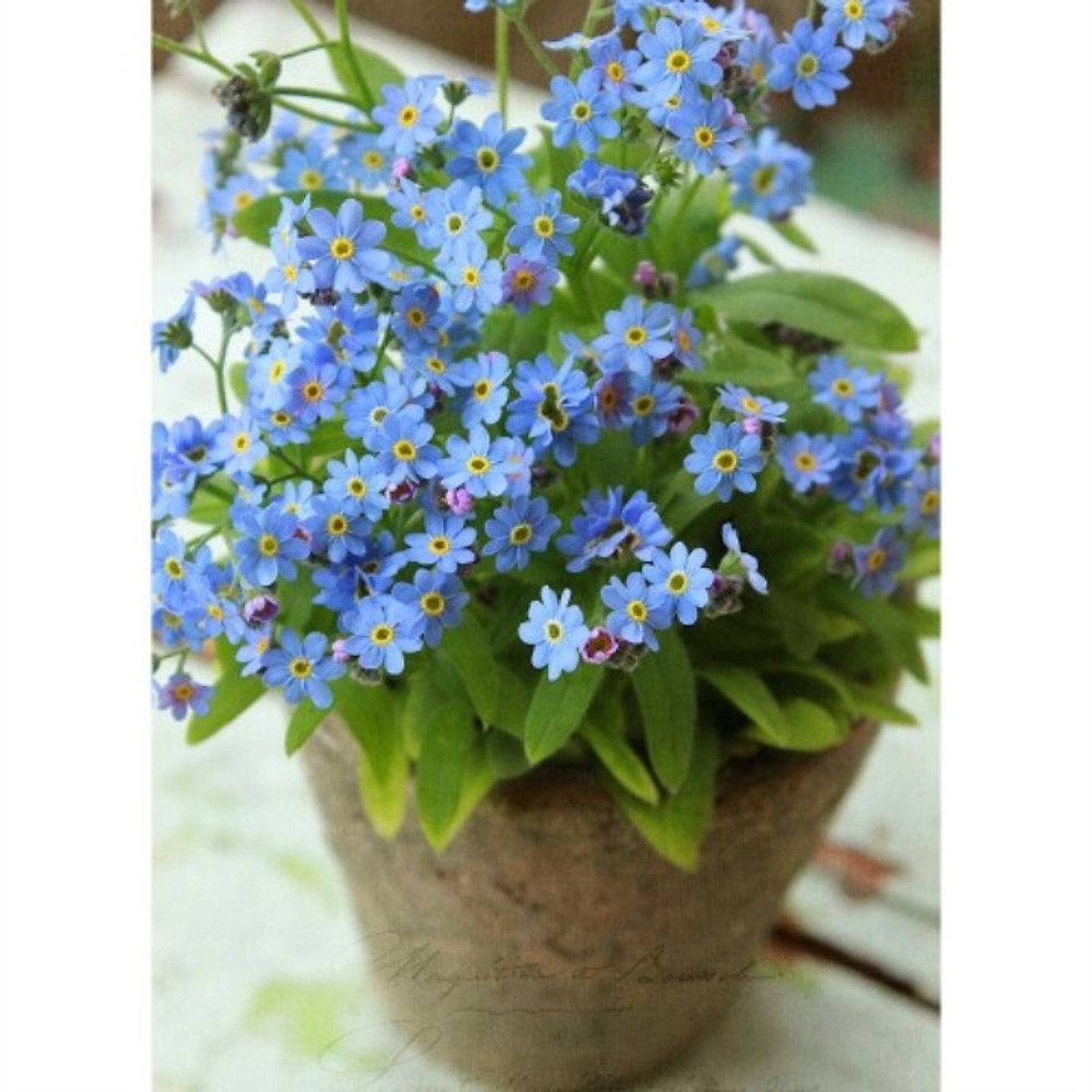 Những hình ảnh hoa Lưu Ly tím đẹp nhất