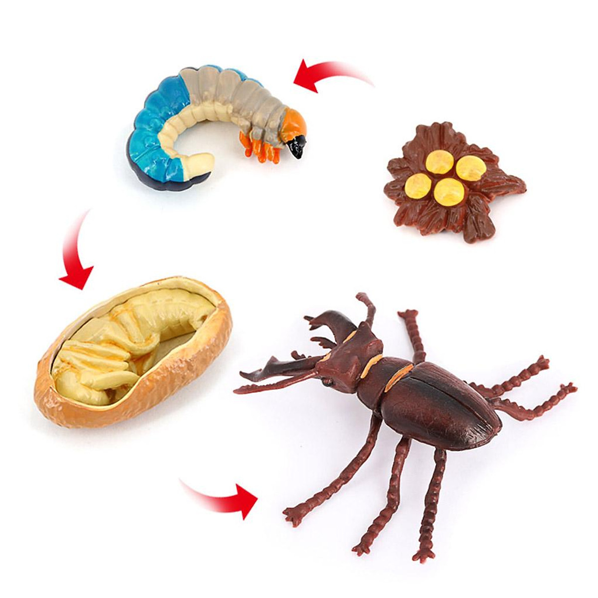 5x Animal Life Cycle Classroom Teaching Aids Ages 5+ Insect - Phụ kiện cho  bé