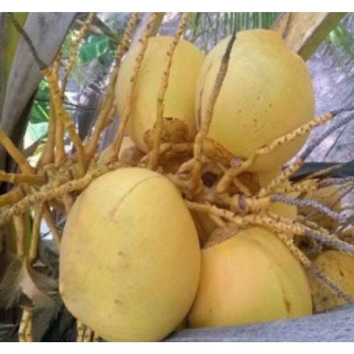 Cây giống Dừa Vàng Tam Quan_Dừa Xiêm Vàng - Hạt giống