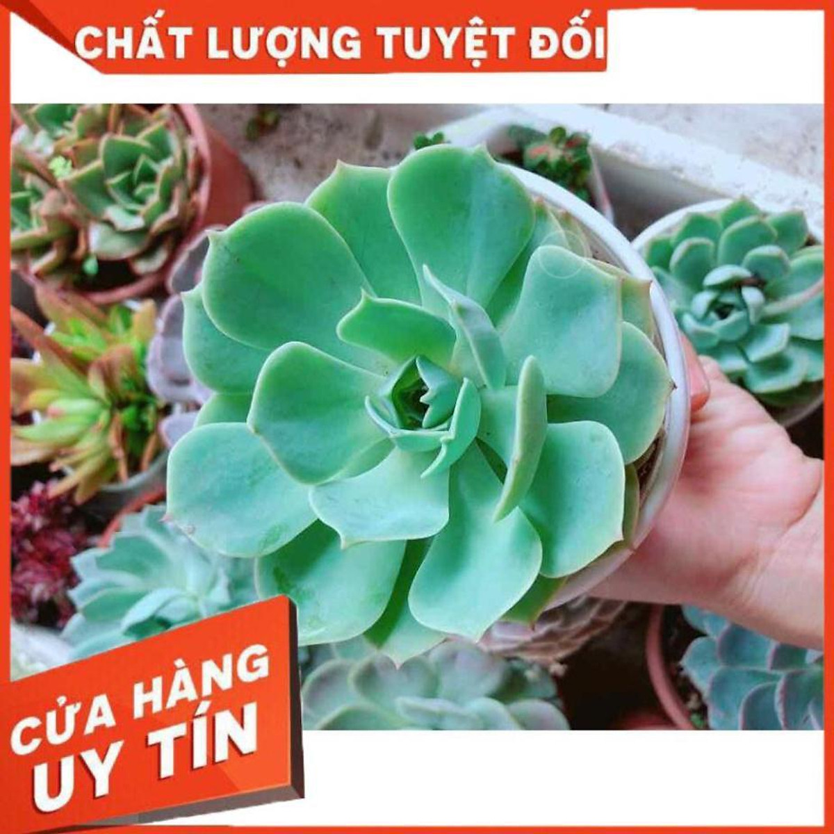 Sen đá xanh đất Nhiều Người Mua - Cây cảnh