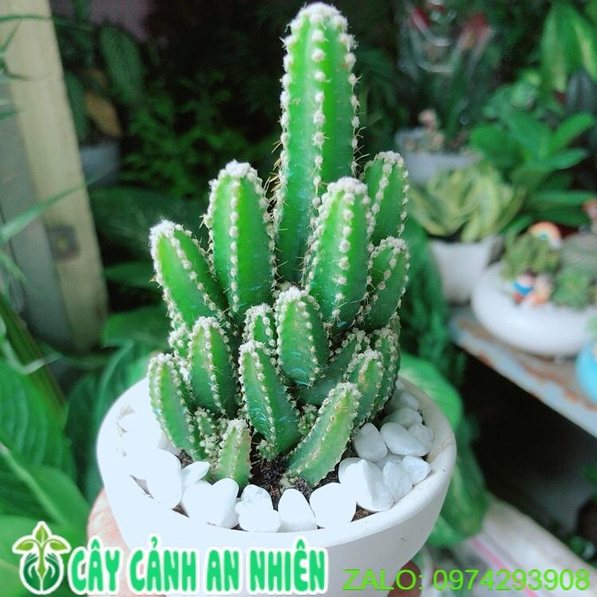 Chậu Cây Xương Rồng Thanh Sơn - Cây Cảnh