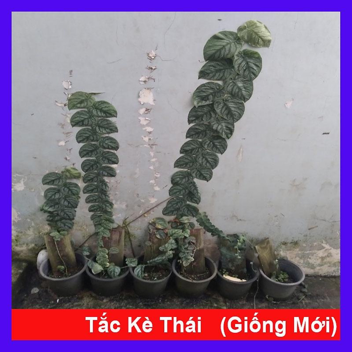 Mua Cây tắc kè thái (giống mới) - cây leo tường + tặng phân bón ...