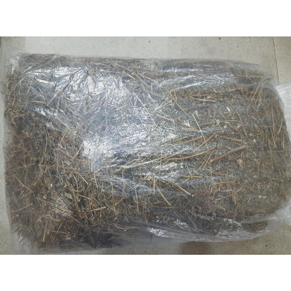 Cây chó đẻ phơi khô - Cây cảnh