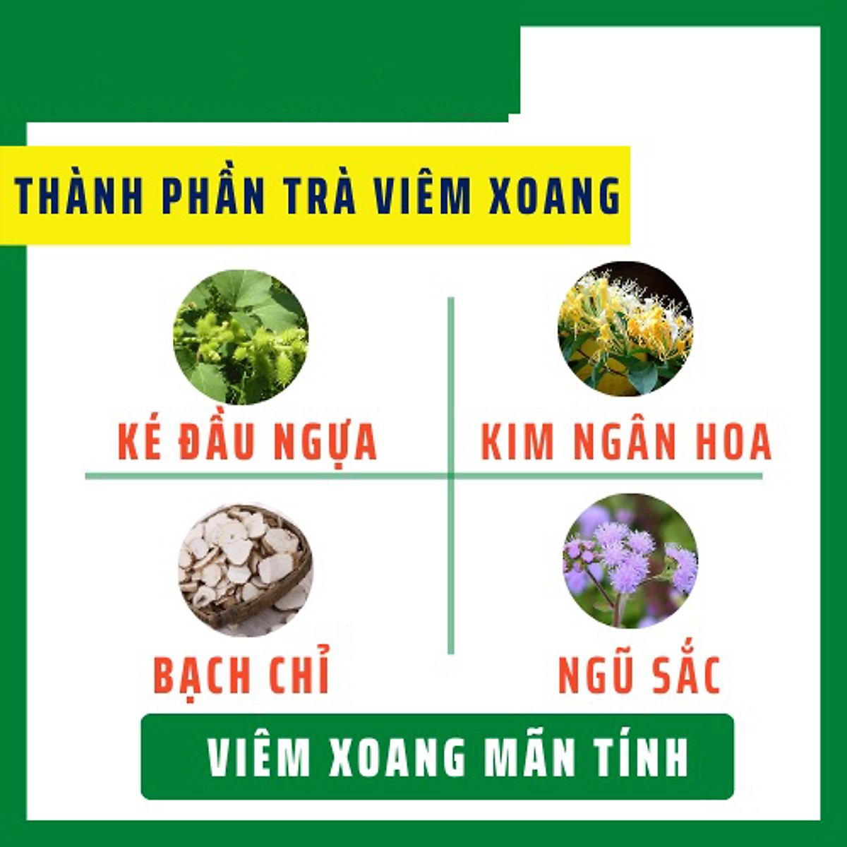 Trà viêm xoang túi lọc - Cây cảnh