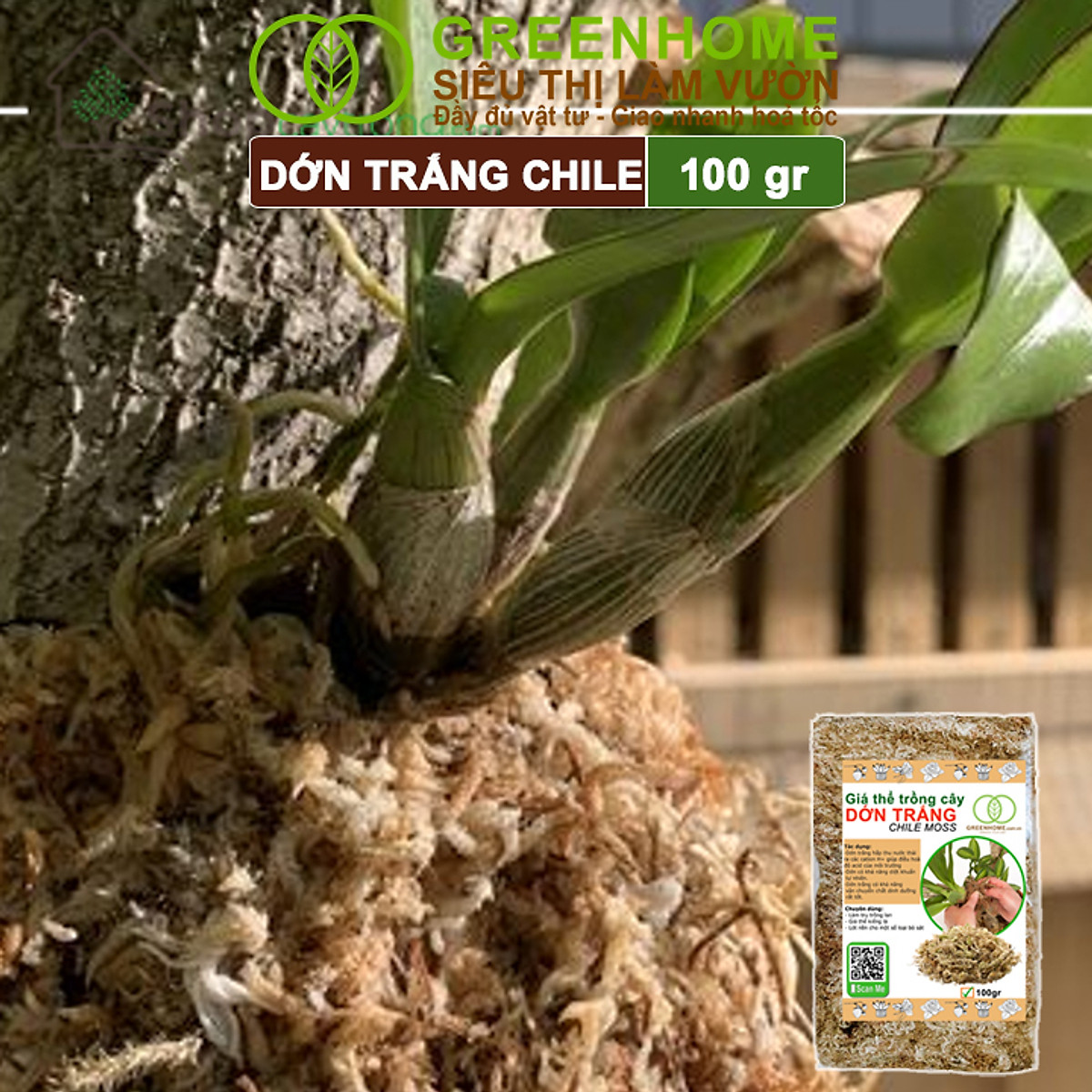 Dớn Trắng Chile Greenhome, Newzita, Gói 100gr, Đã Qua Xử Lý, Giá Thể, Giữ Ẩm Tốt, Kháng Khuẩn Tự Nhiên, Trồng Lan, Kiểng