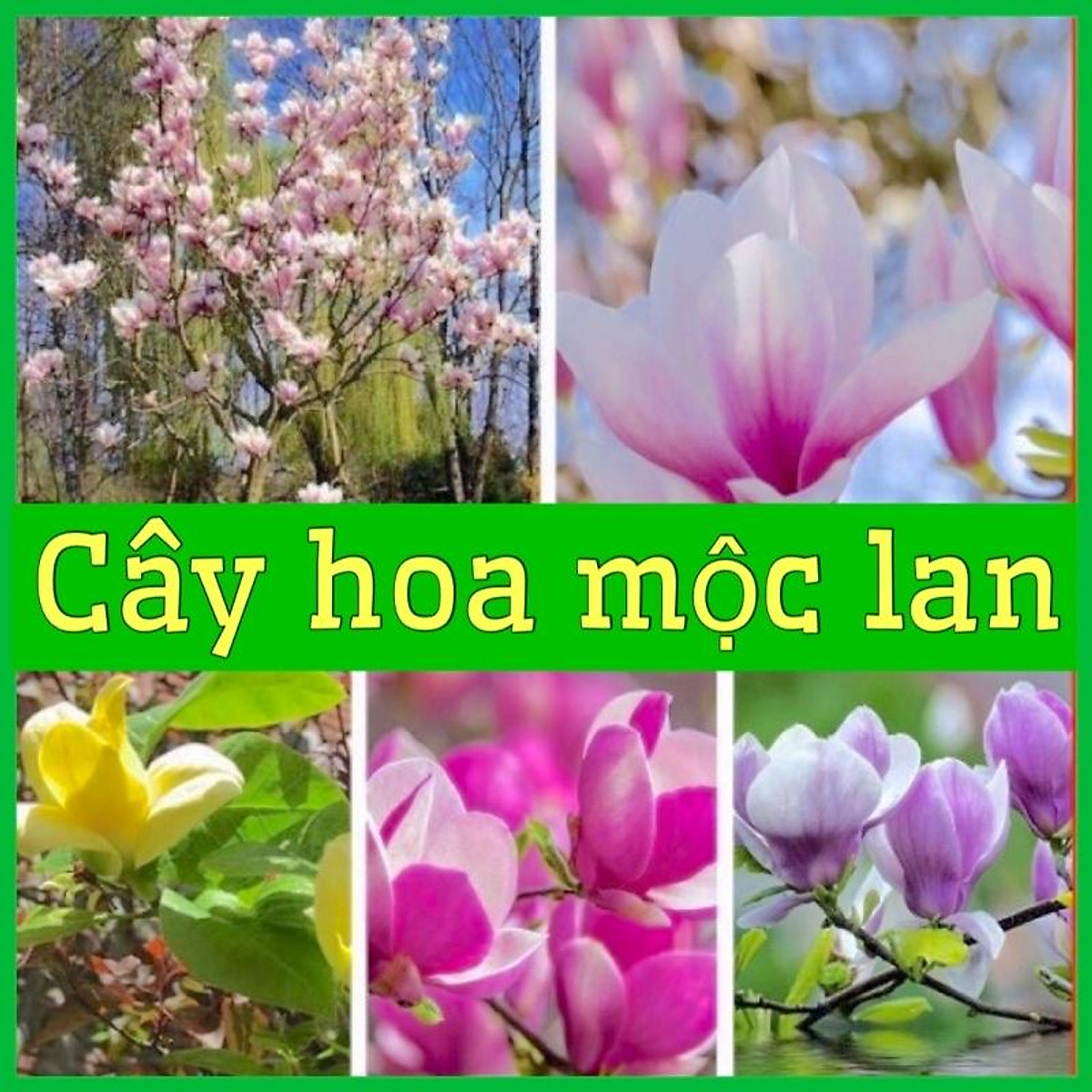 CÂY GIỐNG HOA MỘC LAN MÀU HỒNG VÀ TRẮNG KHỎE MẠNH DỄ CHĂM SÓC