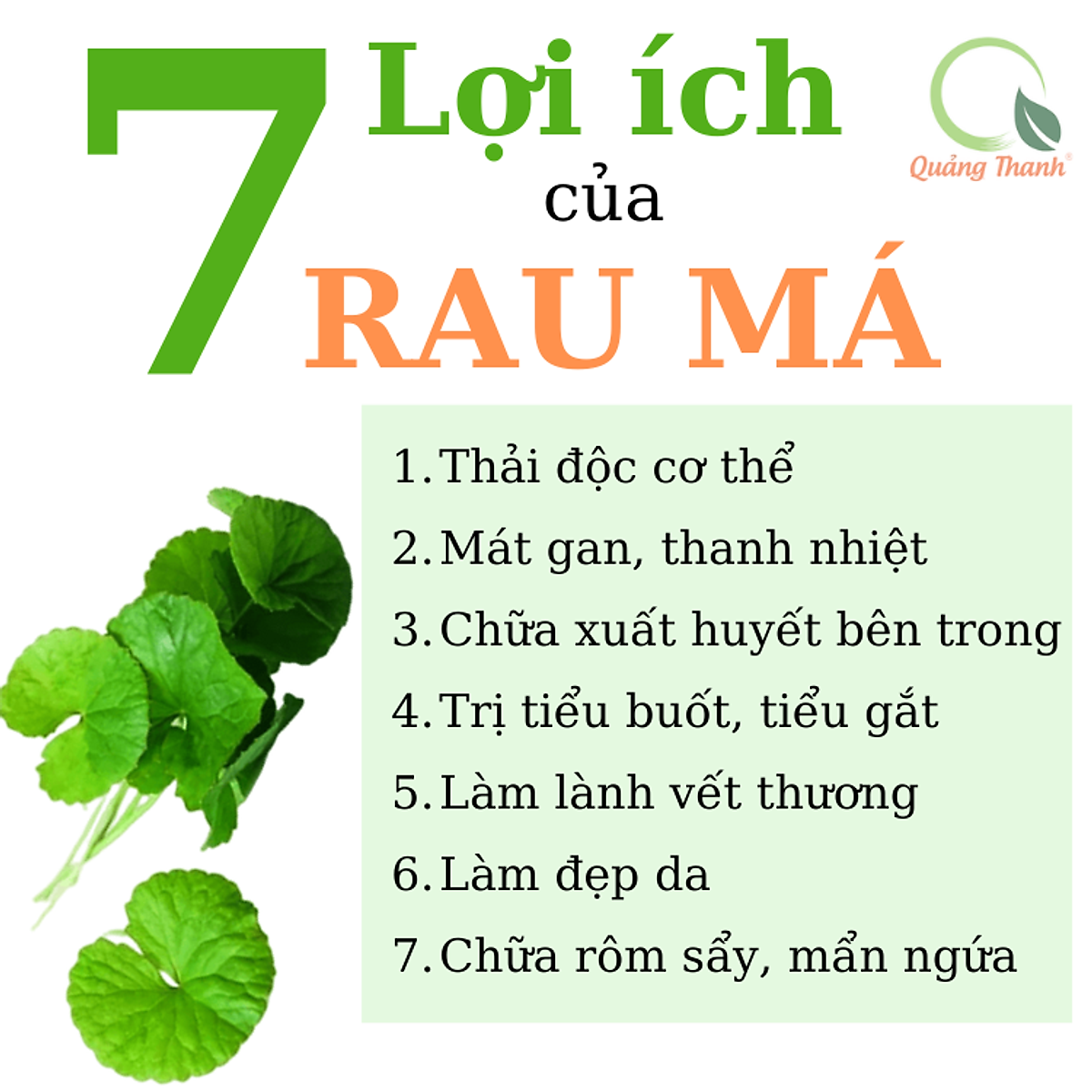 Bột rau tiện lợi Quảng Thanh - 6 vị với 6 loại bột rau nguyên chất, bổ sung dưỡng chất, thanh lọc cơ thể (Rau Má - Diếp Cá - Tía Tô - Lá Sen - Trà Xanh - Chùm Ngây)