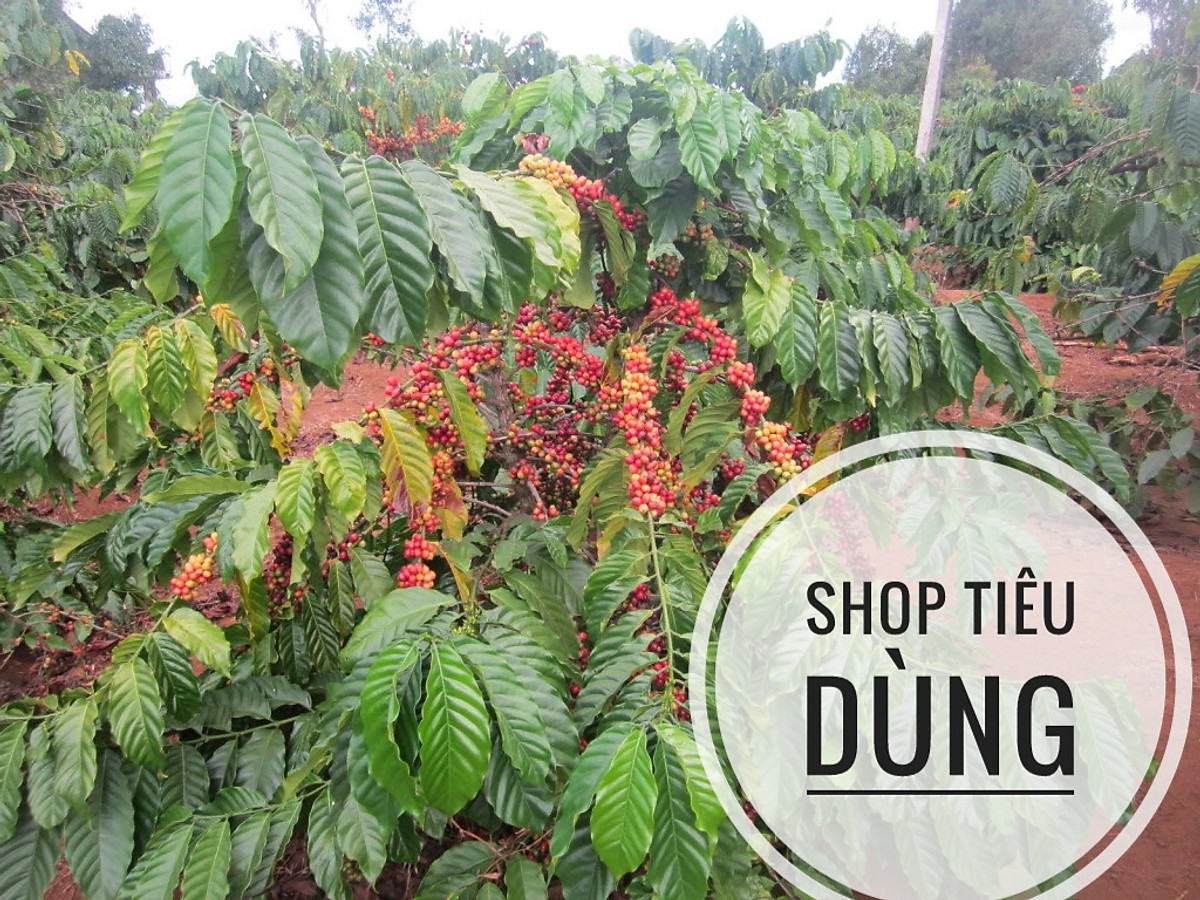 500g) Cà phê Robusta nguyên chất rang BƠ 100% - Robusta Buôn Ma ...