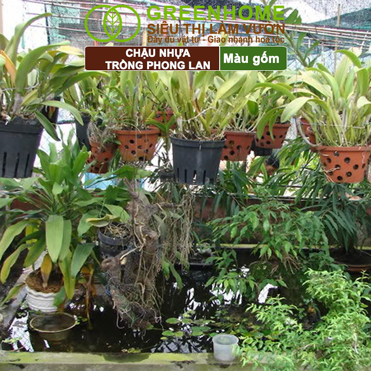 Chậu Trồng Lan Greenhome, R15xC10cm, Nhựa Màu Gốm, Bền, Đẹp, Chống Rơi Vỡ, Thoáng Rễ, Giá Thành Tốt