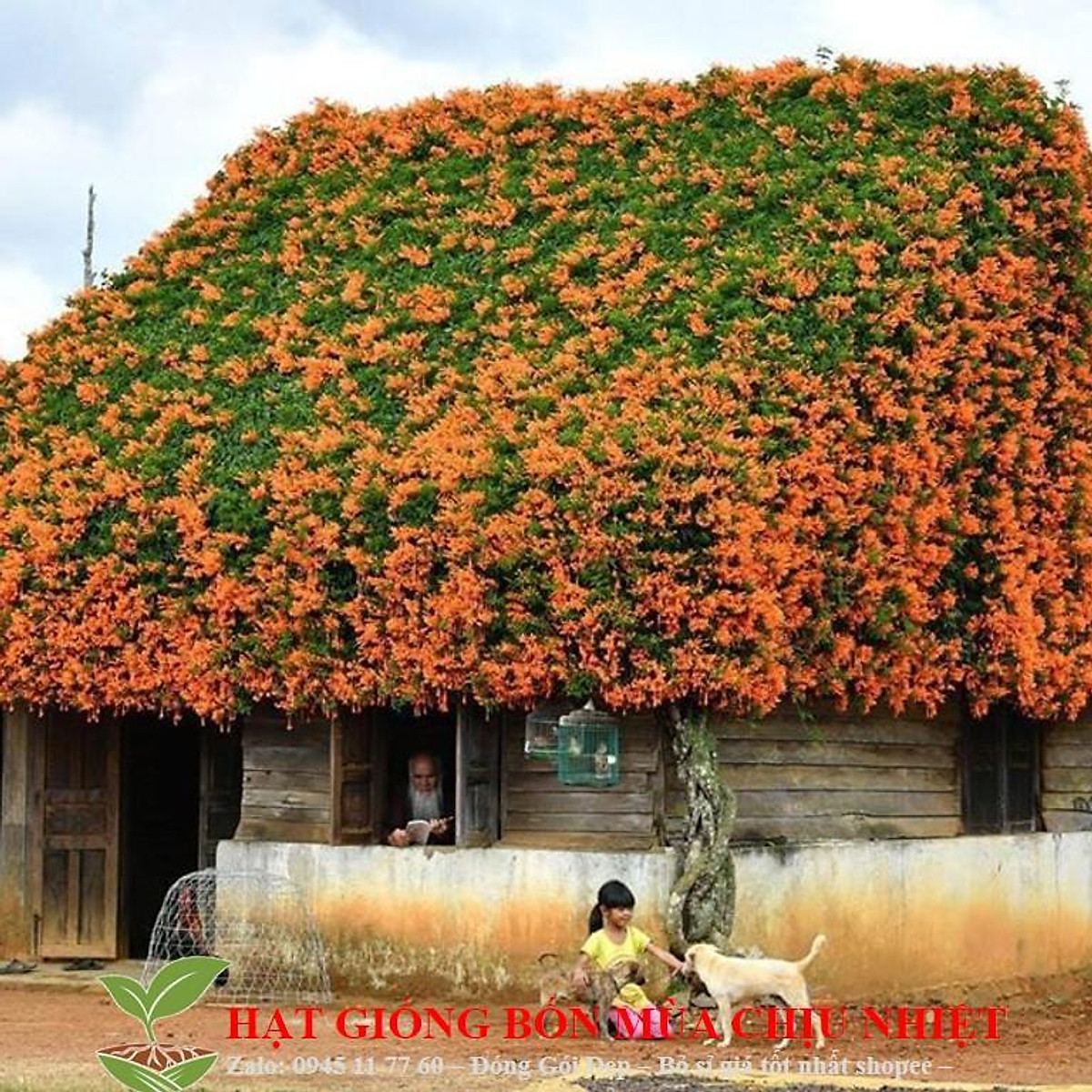 Hạt giống Cây dây leo - hoa leo Chùm ớt, Dây Rạng đông chống nóng hè 10 ...