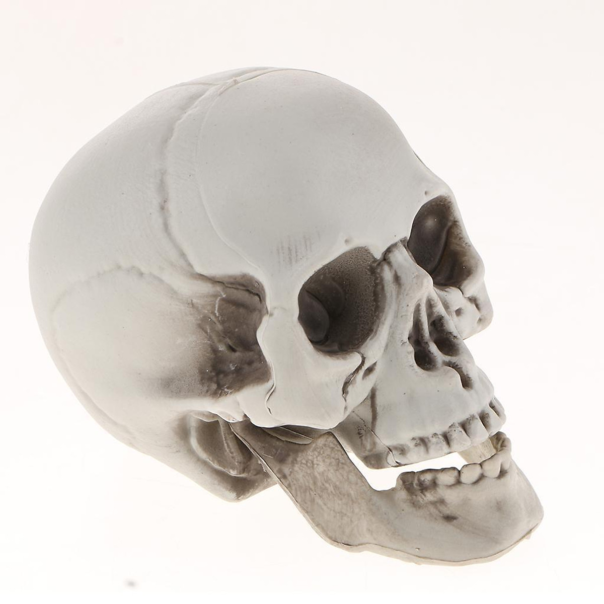 3X Plastic Skull Head Figurine Animal Skeleton Model Statue Halloween Decor B 3X Plastic Skull Head Figurine Animal Skeleton Model Statue Halloween Decor B