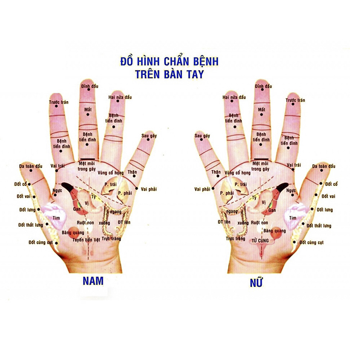 Combo 2 quả bi lăn tay gỗ hương để mộc (Đủ size) Mát xa giúp dẻo tay, chống mỏi toàn diện