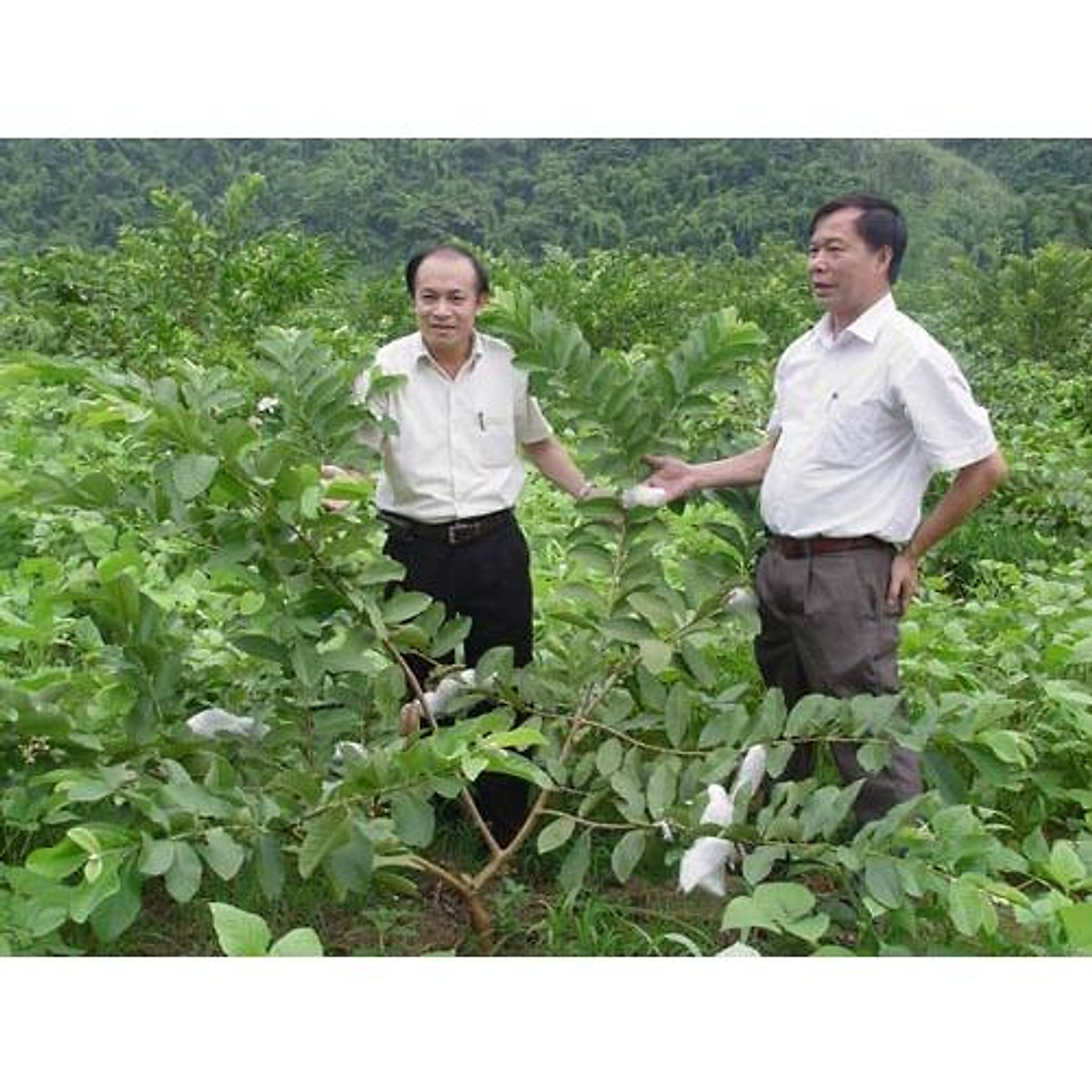 Thu nhập cao từ trồng ổi theo tiêu chuẩn VietGAP  Báo Dân tộc và Phát triển