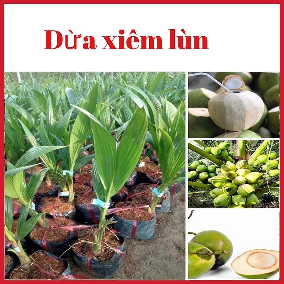 Cây dừa xiêm lùn chuẩn giống ( ảnh thật hình cuối) - Dụng cụ ngoài ...