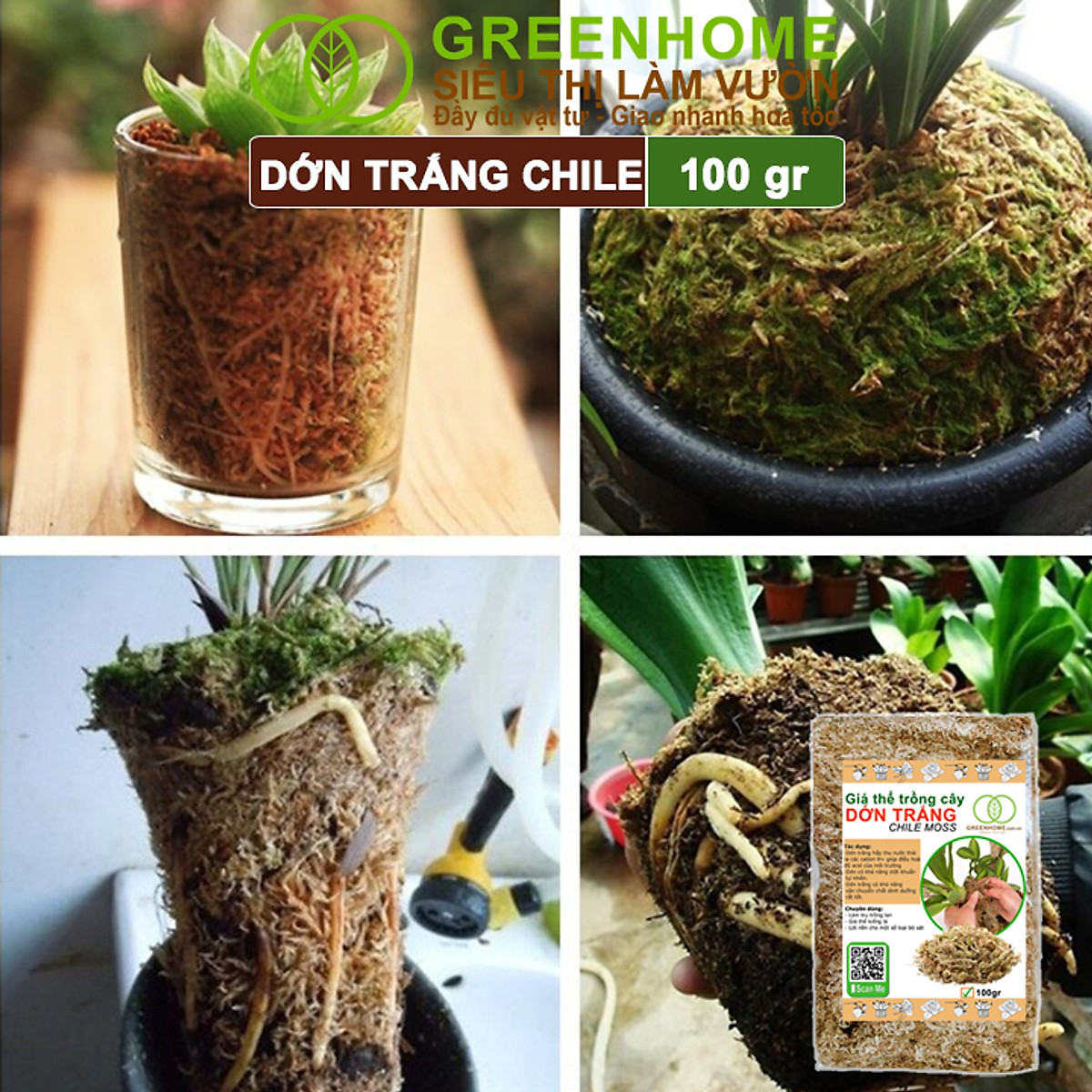 Dớn Trắng Chile Greenhome, Newzita, Gói 100gr, Đã Qua Xử Lý, Giá Thể, Giữ Ẩm Tốt, Kháng Khuẩn Tự Nhiên, Trồng Lan, Kiểng