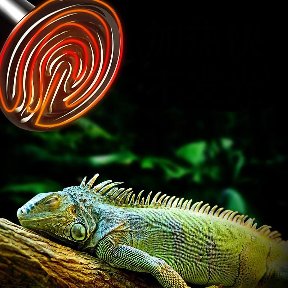 Tấm sưởi cho bò sát ReptiTherm Under Tank Heater (ZOOMED) Thành phần an