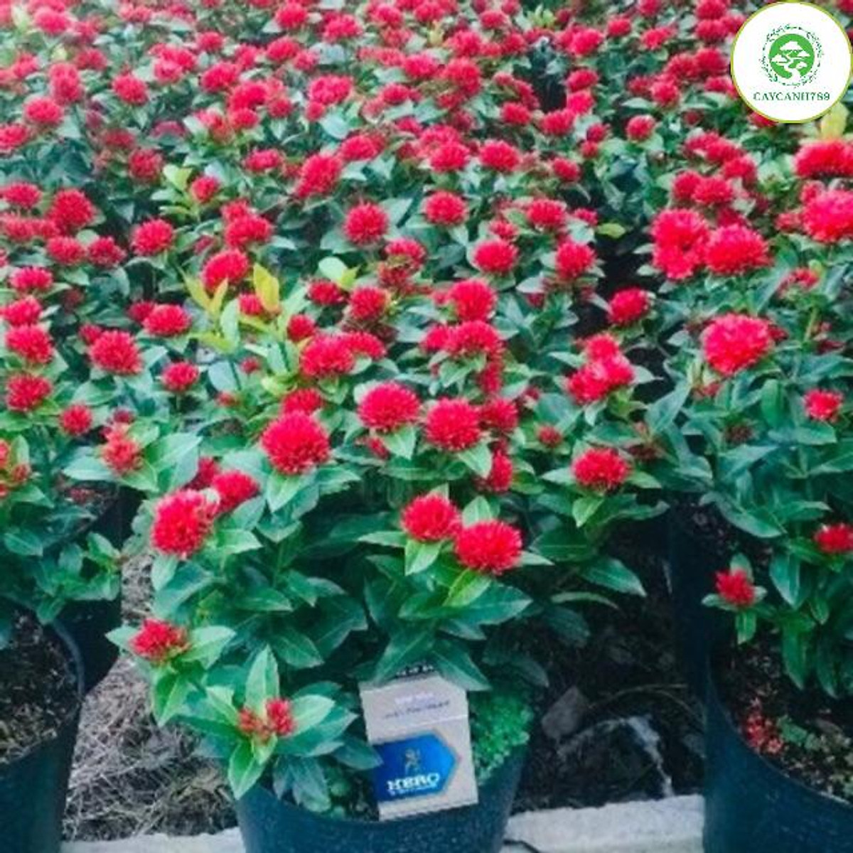 cây hoa mẫu đơn thái cao 60 cm - Cây cảnh