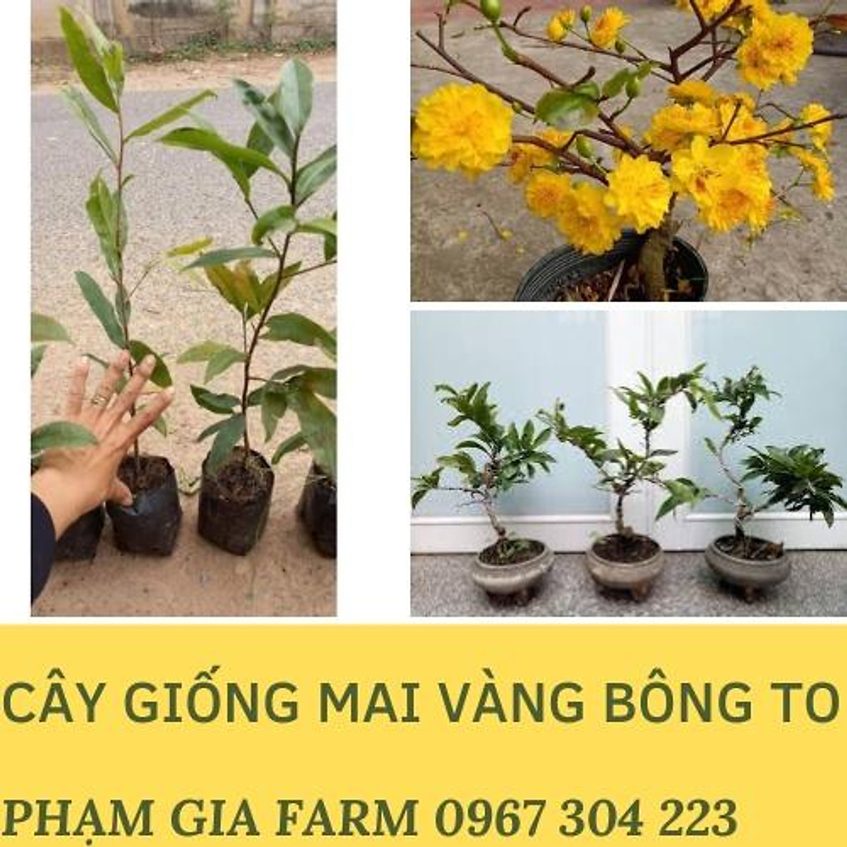 PHẠM GIA FARM) Cây giống mai vàng bông to , sai hoa dễ trồng