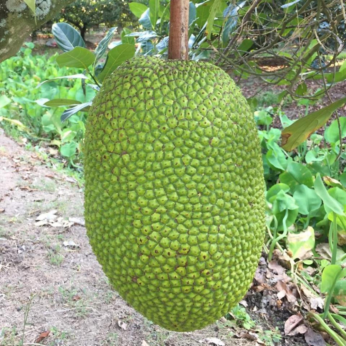 Ra mắt mô hình trồng cây Mít thái siêu sớm  Đài TTTH Huyện Lăk