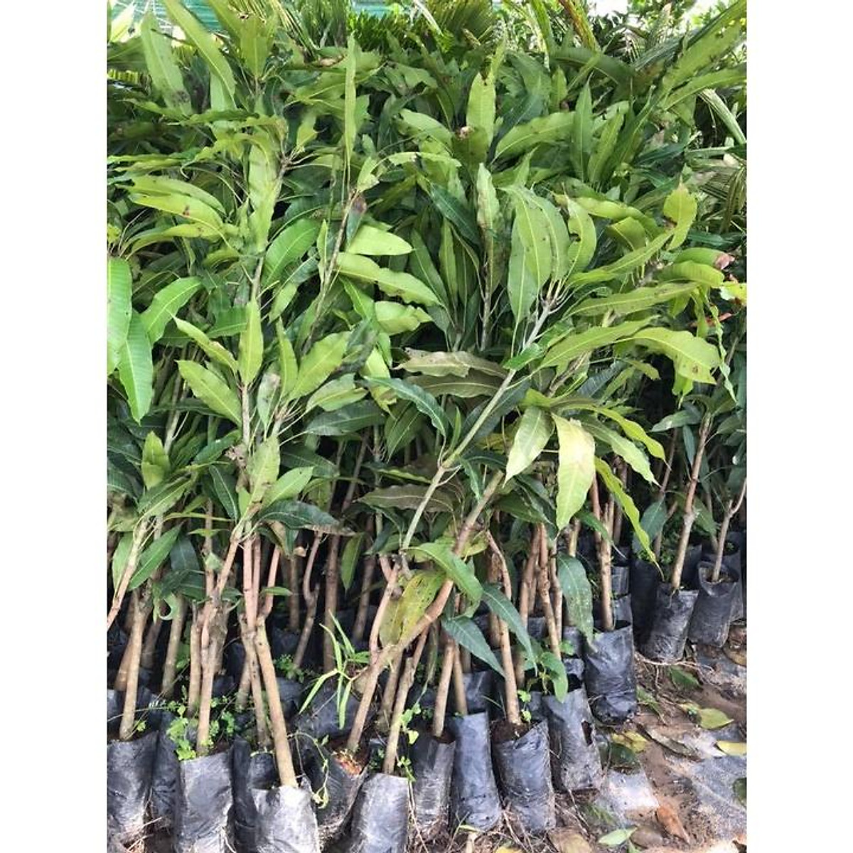 Giống cây xoài cát chu chất lượng cao - Hạt giống