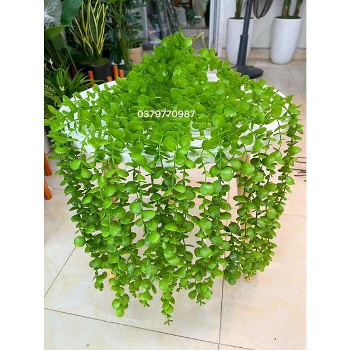 Dây leo giả cúc tần ấn độ Lá To dài 1m2- Cây giả - Hoa trang trí Dây Leo Giả Cúc Tần Ấn Độ Lá To Dài 1M2- Cây Giả - Hoa Trang Trí