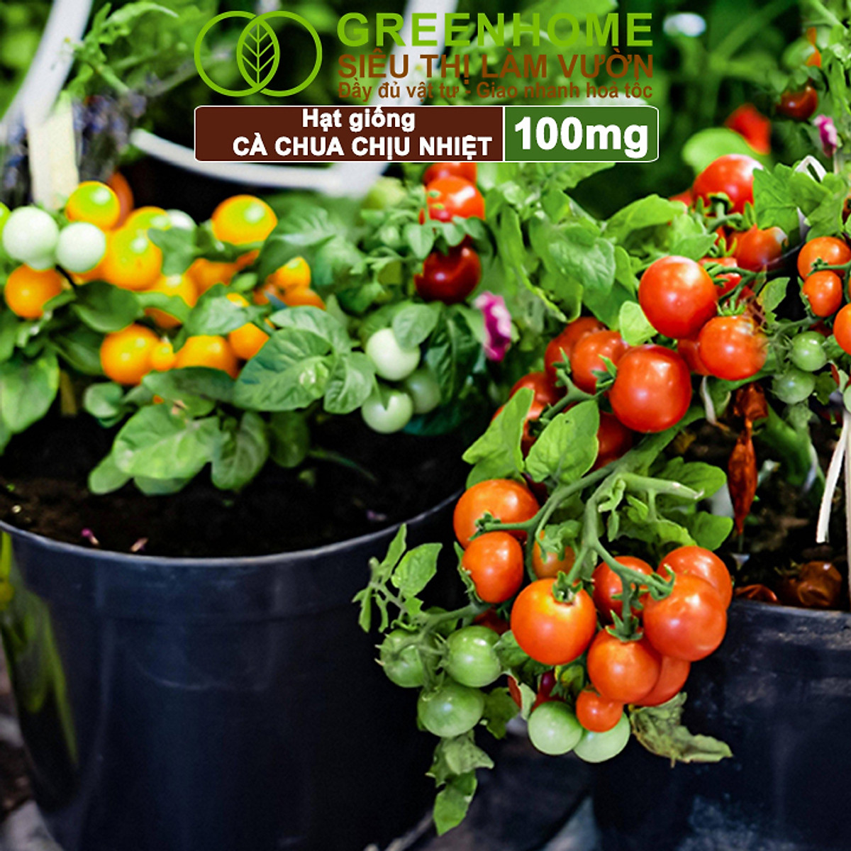Hạt Giống Cà Chua Greenhome, Gói 0.1gr, Chịu Nhiệt, Trồng Chậu, Ra Nhiều Quả, Cây Sinh Trưởng Nhanh T15
