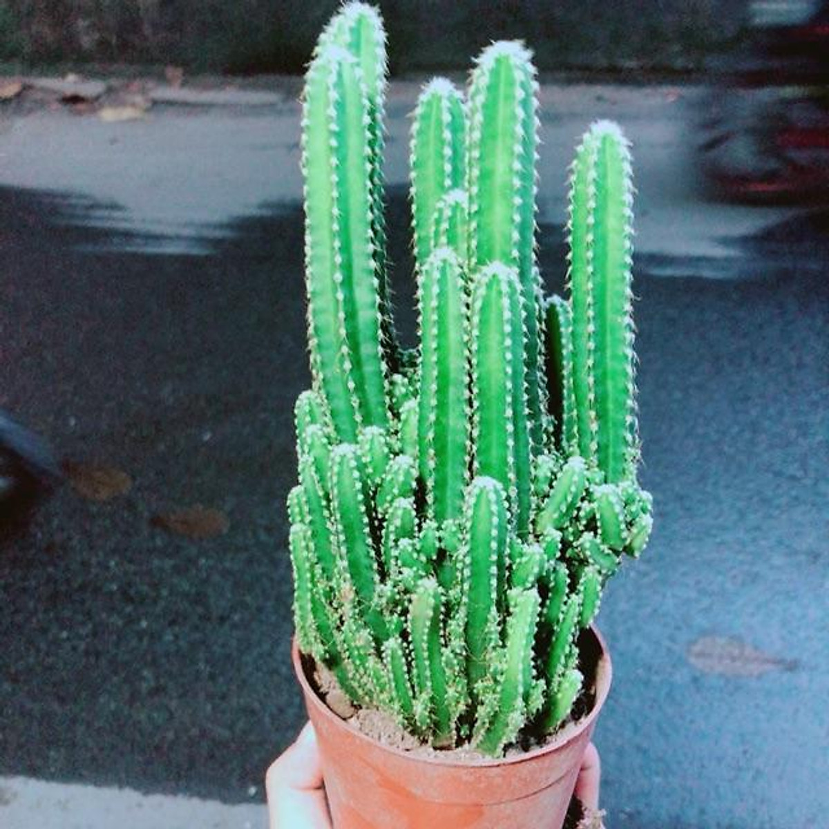 Xương Rồng Thanh Sơn Size Lớn - Cây Cảnh