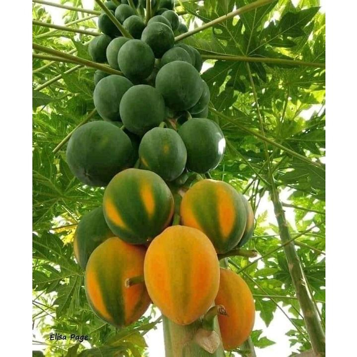 Cây giống Đu Đủ ĐỘT BIẾN GEN [ RẺ HƠN HOÀN TIỀN ] - Hạt giống