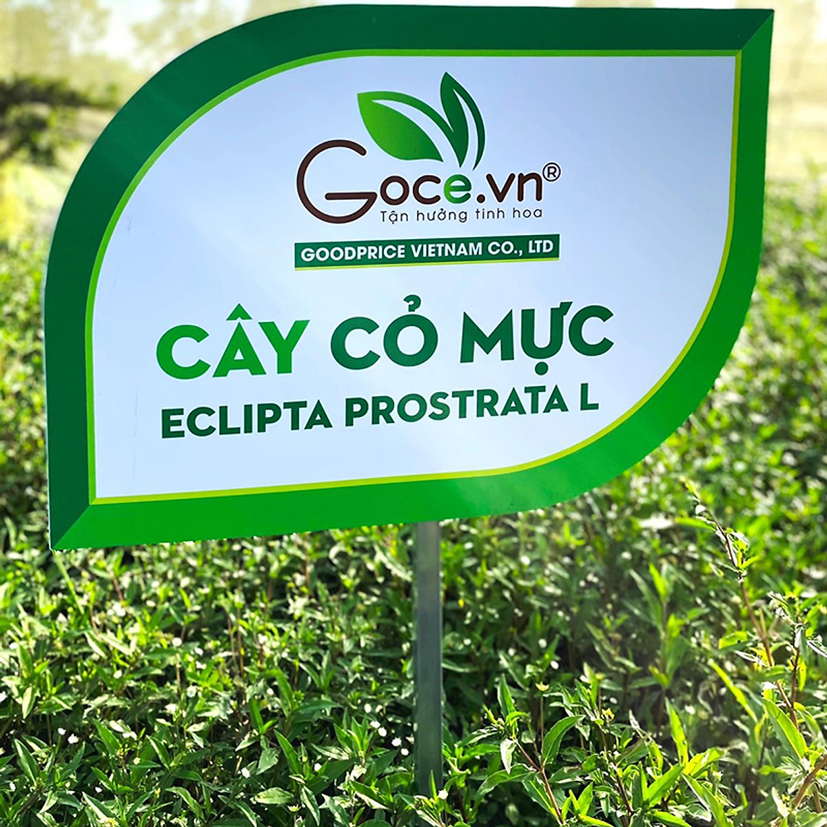Trà cỏ mực đậu đen túi lọc Goce - Bổ thận mát gan
