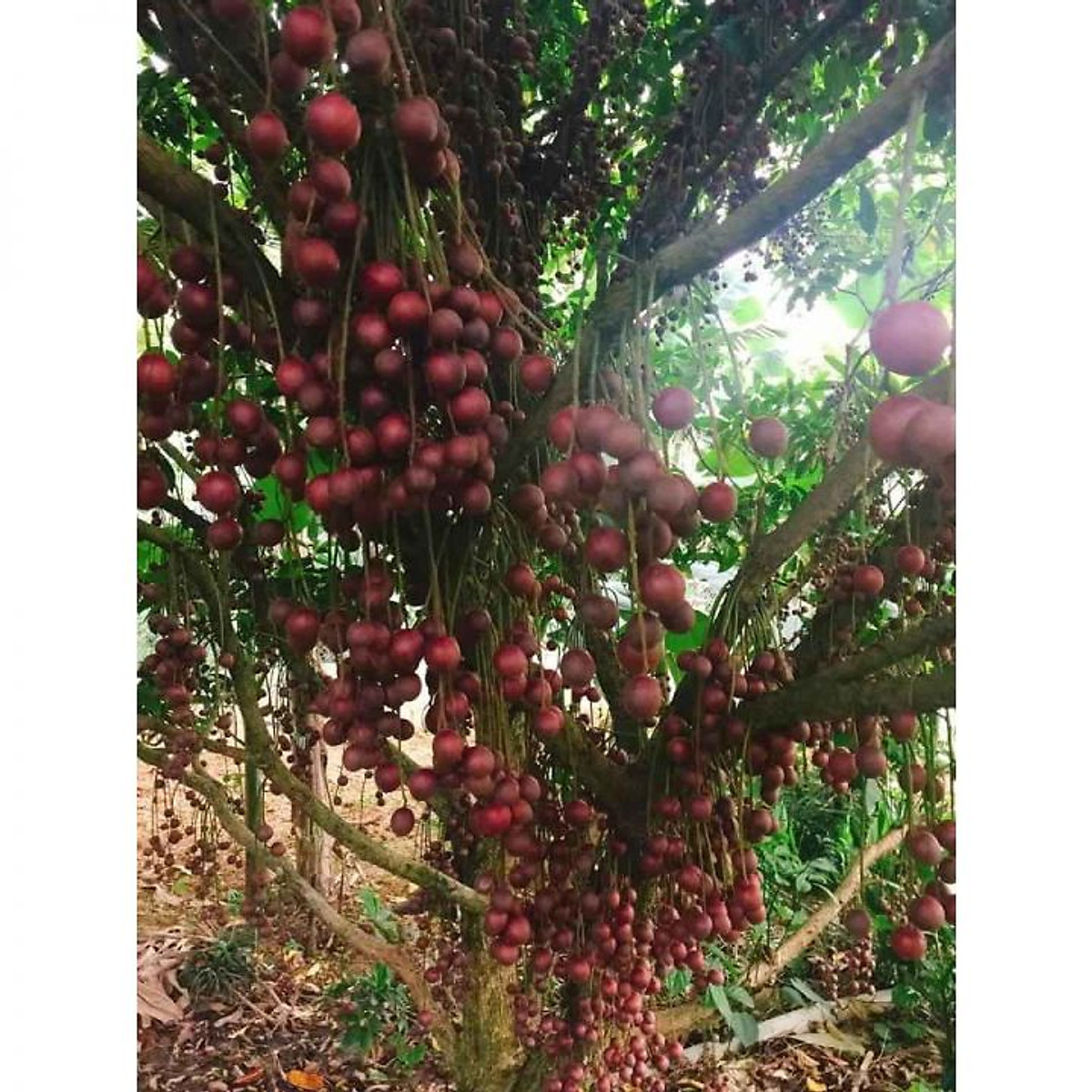 Cay Giống Bon Bon Dau Da đất Lạ Mắt Co Gia Trị Dinh Dưỡng Tiki