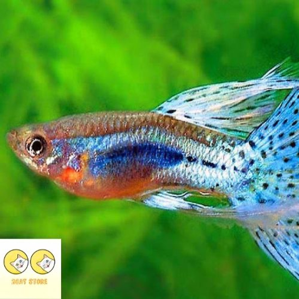 Chi tiết 79 về mô hình nuôi cá 7 màu trong nhà hay nhất  Tin học Đông Hòa