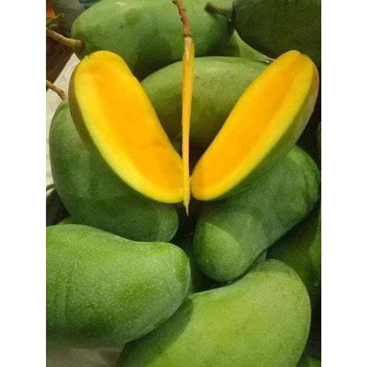 giống cây xoài hạt lép, quả to, mọng nước, ra quả sau 6 tháng | Tiki